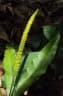 Helminthostachys zeylanica