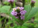 Lantana trifolia