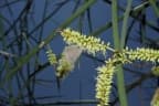 Prosopis kuntzei