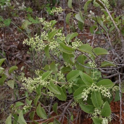 Phthirusa stelis