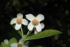 Sloanea australis