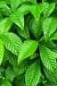 Psychotria nervosa