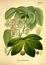 Manihot carthaginensis glaziovii