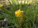 Hypericum gramineum