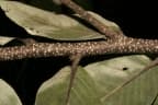 Parinari congensis