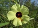 Hibiscus asper