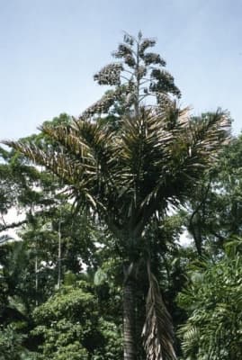 Metroxylon salomonense