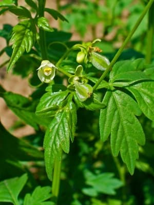Cardiospermum halicacabum
