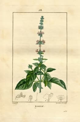 Ocimum basilicum