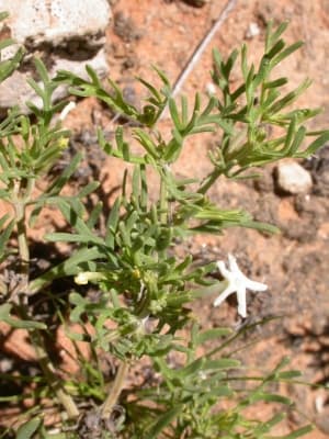 Chascanum pinnatifidum