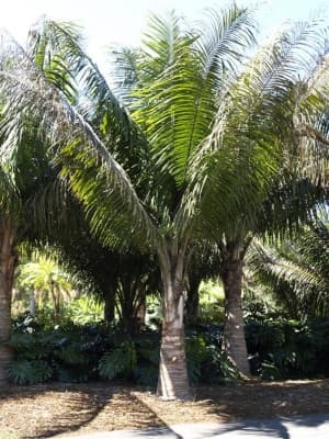 Attalea crassispatha