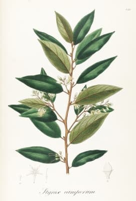 Styrax camporum