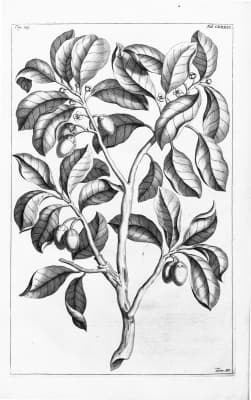Ternstroemia robinsonii