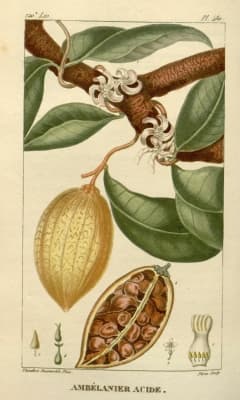 Ambelania acida
