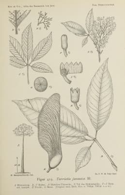Heritiera javanica