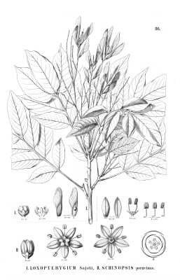 Loxopterygium sagotii