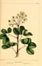 Pithecellobium unguis-cati