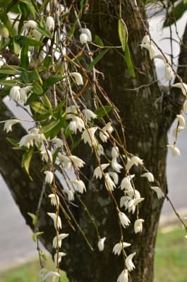 Dendrobium crumenatum