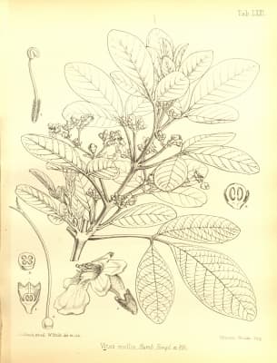Vitex mollis