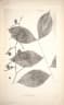 Calamus tomentosus