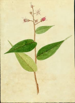 Hirtella rugosa