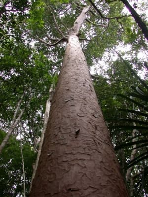 Agathis lanceolata