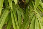 Schizostachyum brachycladum