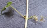 Parthenocissus semicordata
