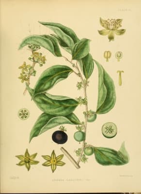 Dovyalis hebecarpa