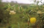 Gomphocarpus fruticosus