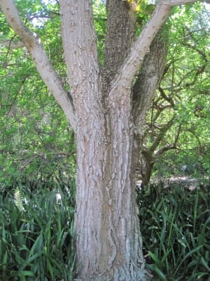 Erythrina addisoniae
