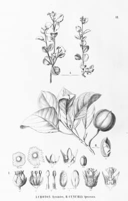 Micrandra spruceana