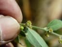 Cocculus hirsutus