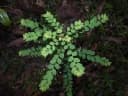 Phyllanthus nummulariifolius