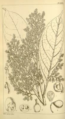 Meliosma herbertii