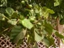 Ficus vallis-choudae