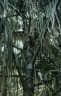 Calamus manan