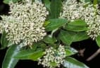 Alstonia muelleriana