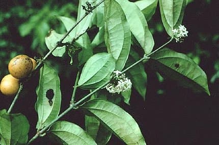 Strychnos mitscherlichii