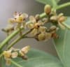 Swietenia humilis