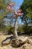 Adenium obesum