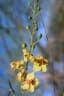 Parkinsonia aculeata