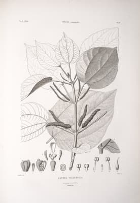 Bagassa guianensis