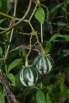 Solanum alternatopinnatum