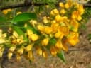 Platymiscium stipulare
