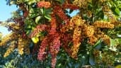 Schefflera arboricola