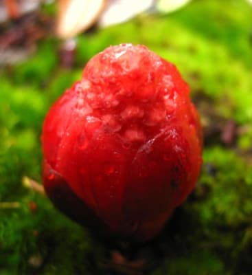 Balanophora elongata
