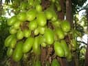 Averrhoa bilimbi