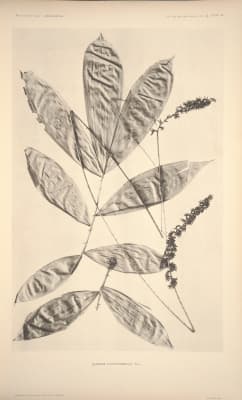 Calamus pachystemonus