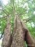 Eschweilera ovata
